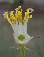  Flower (Male) with Calyx, Stamens and Pistillode
